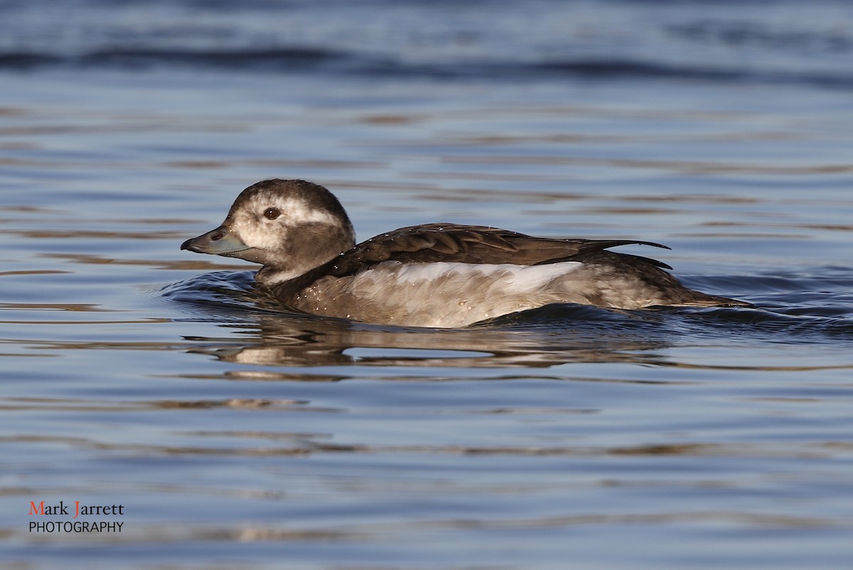 Long-tailed Duck - ML621228647