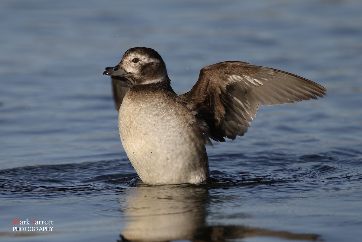 Long-tailed Duck - ML621228648