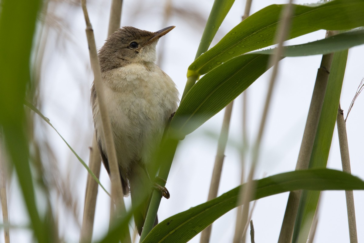 Common Reed Warbler - ML621228670