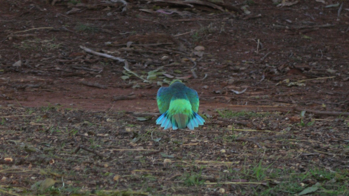 Воротничковый попугай (barnardi) - ML621228714