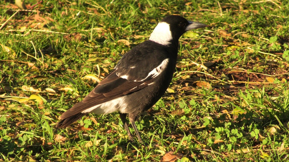Australian Magpie (Black-backed) - ML621228722