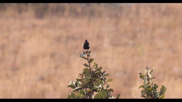 Sooty Chat - ML621228726