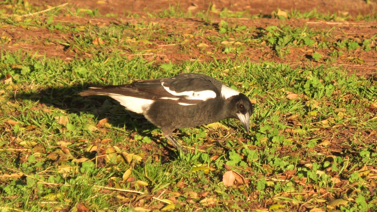 Australian Magpie (Black-backed) - ML621228738