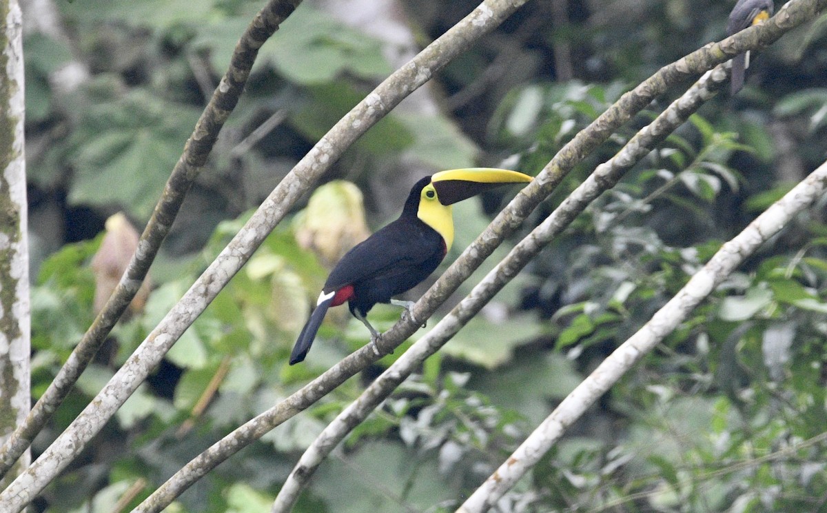 Yellow-throated Toucan (Chestnut-mandibled) - ML621228748
