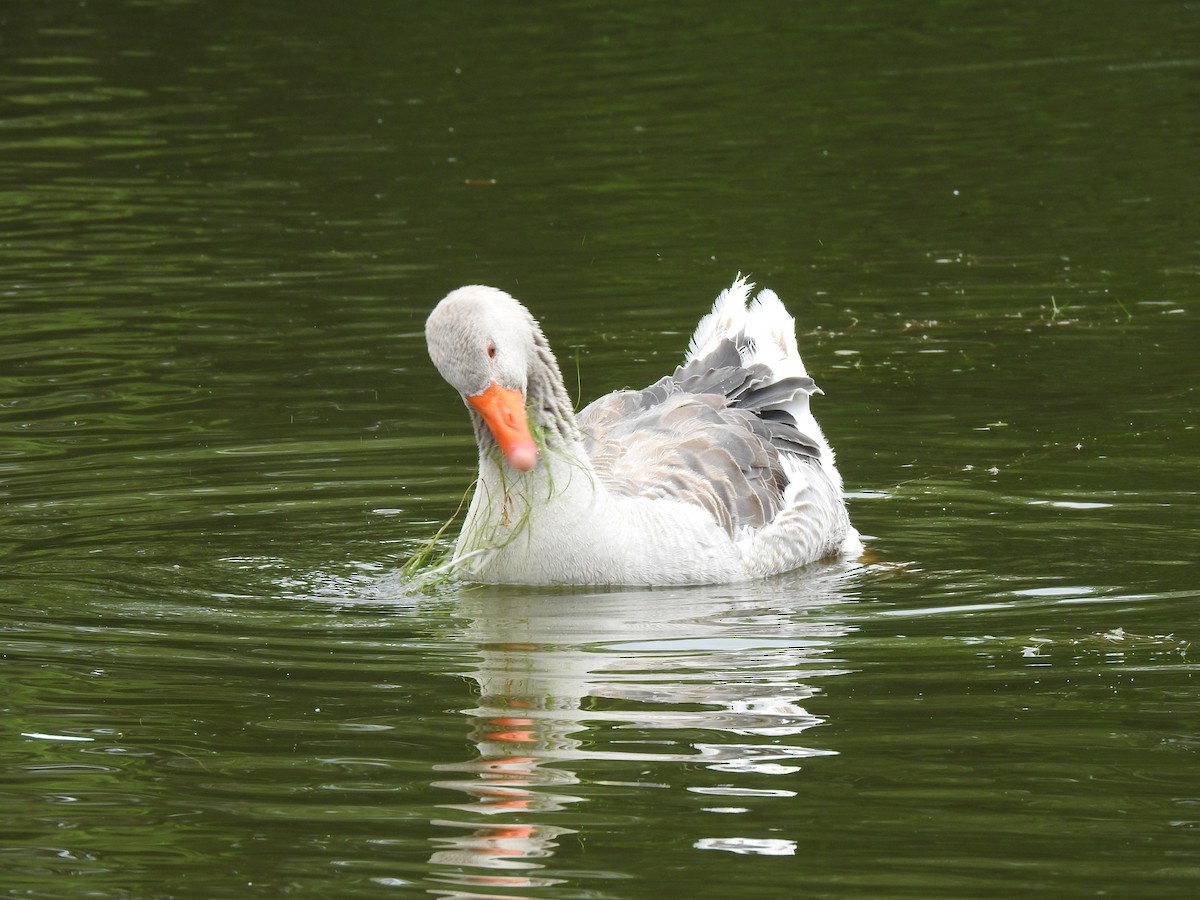 Graylag Goose (Domestic type) - ML621228769