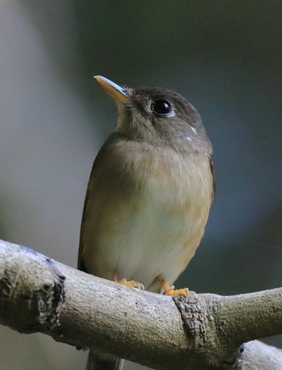 Brown-breasted Flycatcher - ML621228813