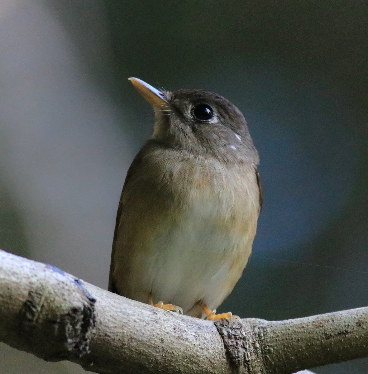 Brown-breasted Flycatcher - ML621228814