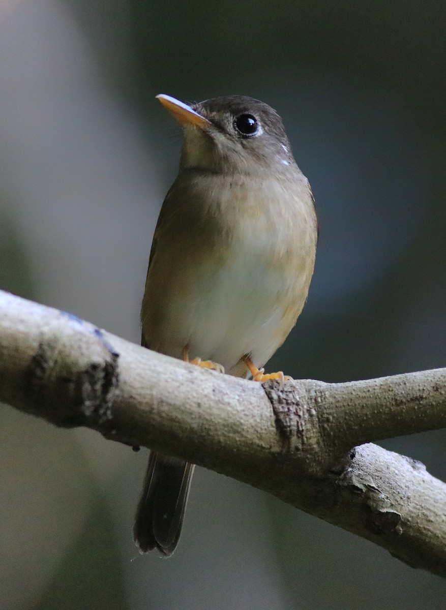 Brown-breasted Flycatcher - ML621228815