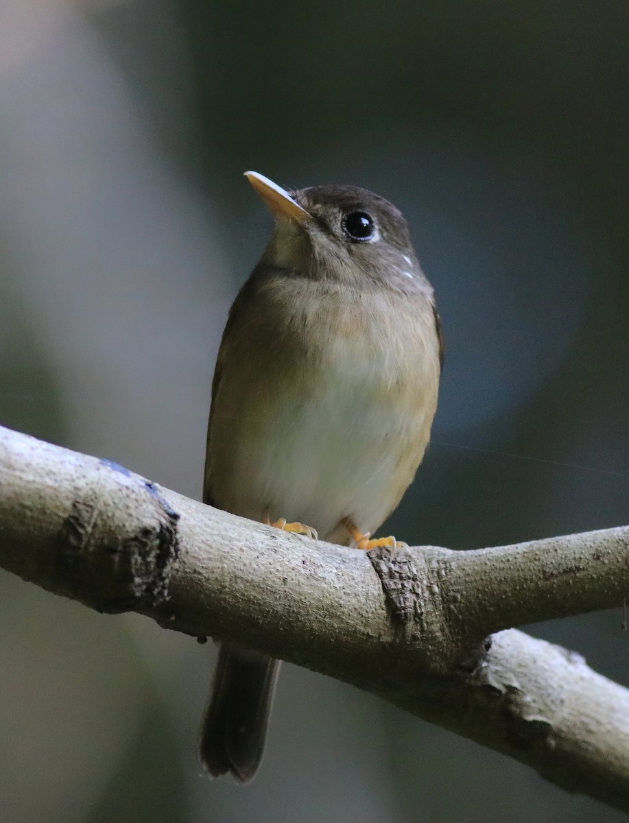 Brown-breasted Flycatcher - ML621228816