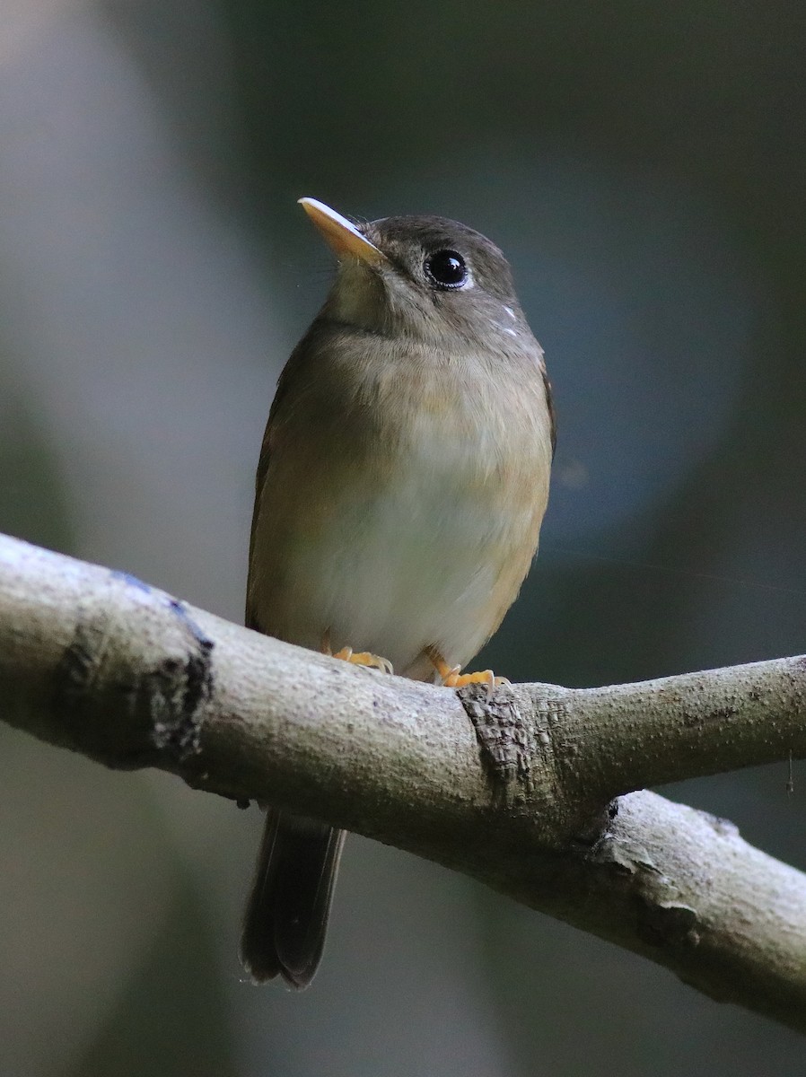 Brown-breasted Flycatcher - ML621228817