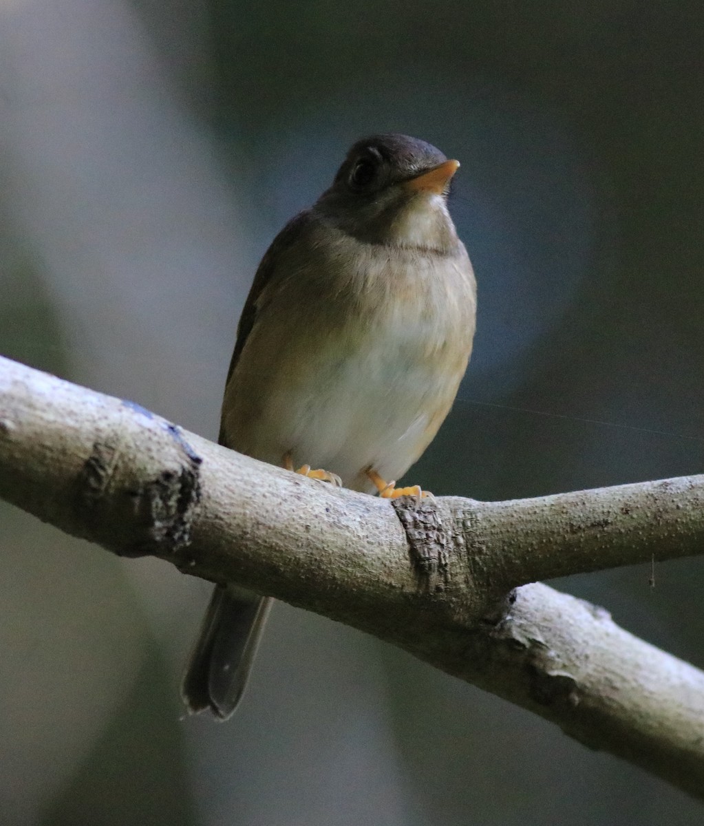 Brown-breasted Flycatcher - ML621228818