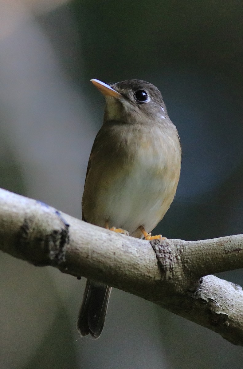Brown-breasted Flycatcher - ML621228819