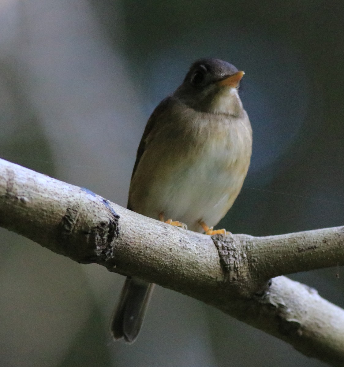Brown-breasted Flycatcher - ML621228820