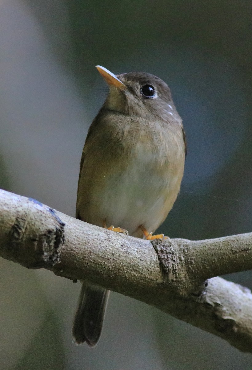 Brown-breasted Flycatcher - ML621228821