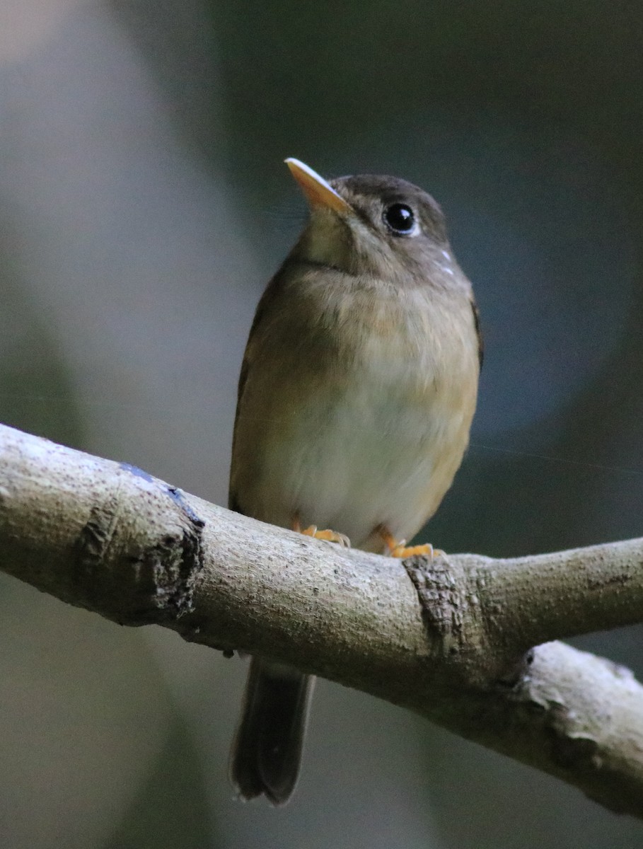 Brown-breasted Flycatcher - ML621228822