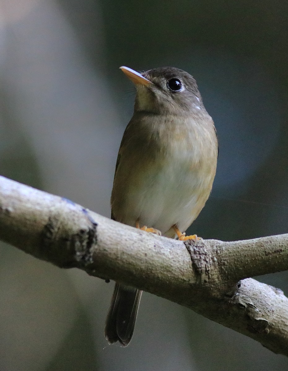 Brown-breasted Flycatcher - ML621228823