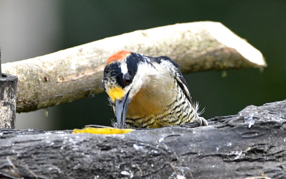 Black-cheeked Woodpecker - ML621228824