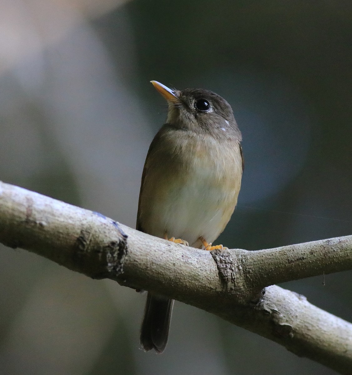 Brown-breasted Flycatcher - ML621228825