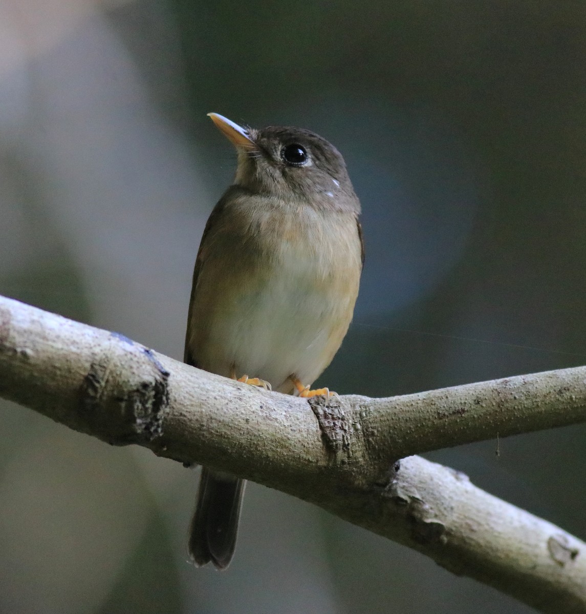 Brown-breasted Flycatcher - ML621228826