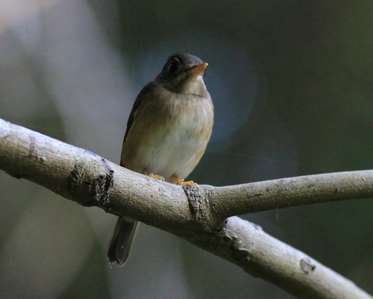 Brown-breasted Flycatcher - ML621228827