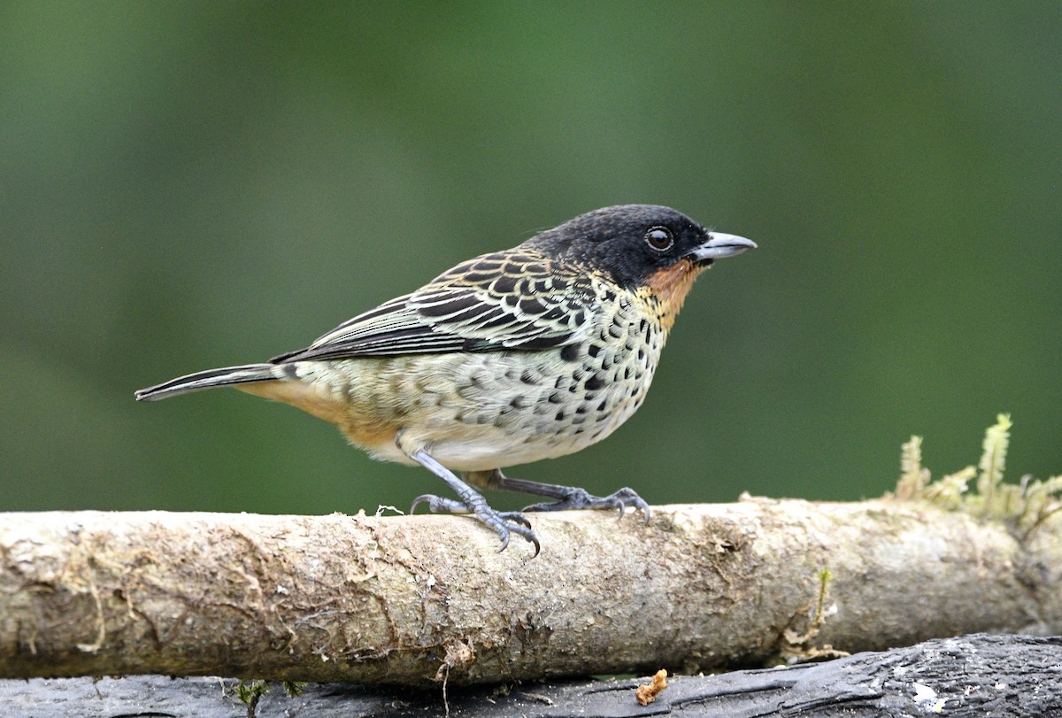Rufous-throated Tanager - ML621228908
