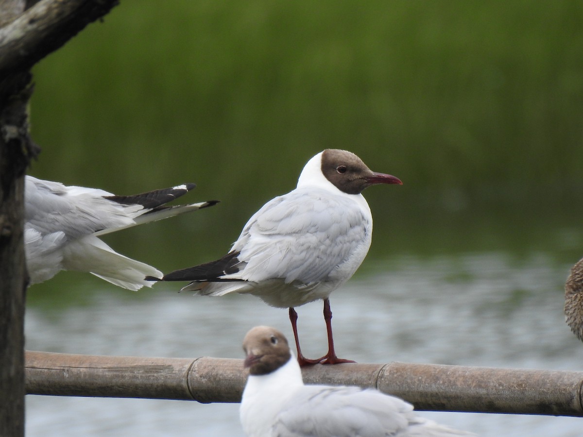 Mouette rieuse - ML621228909