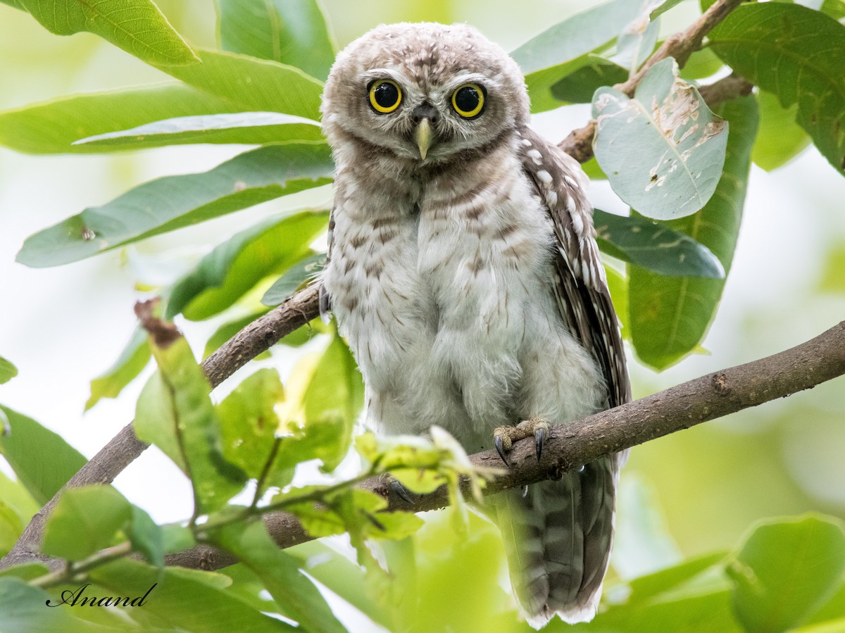 Spotted Owlet - ML621228914