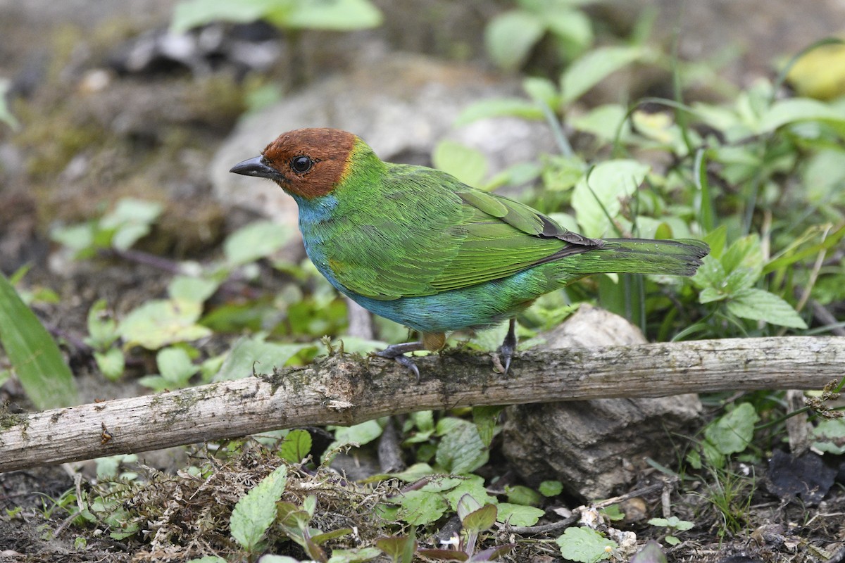Bay-headed Tanager (Bay-and-blue) - ML621228915