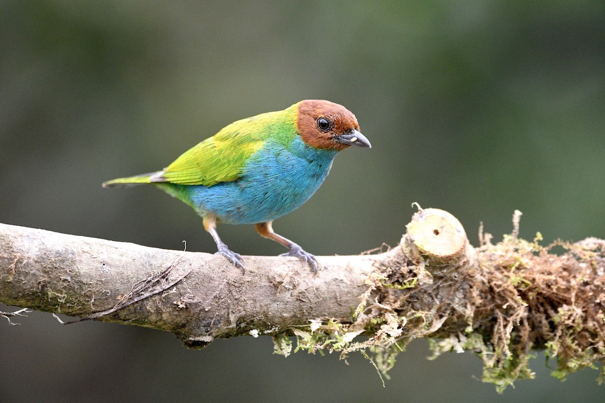 Bay-headed Tanager (Bay-and-blue) - ML621228918