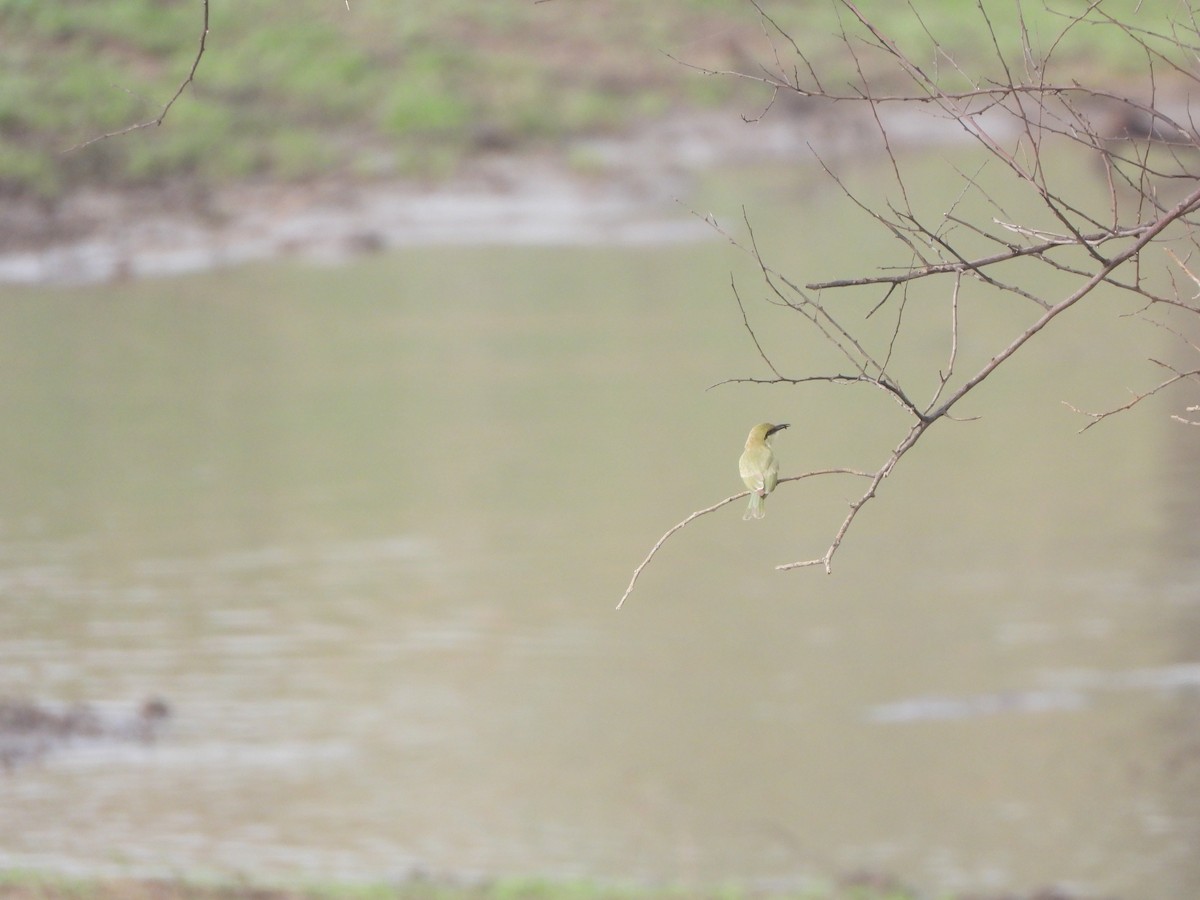 Asian Green Bee-eater - ML621228921