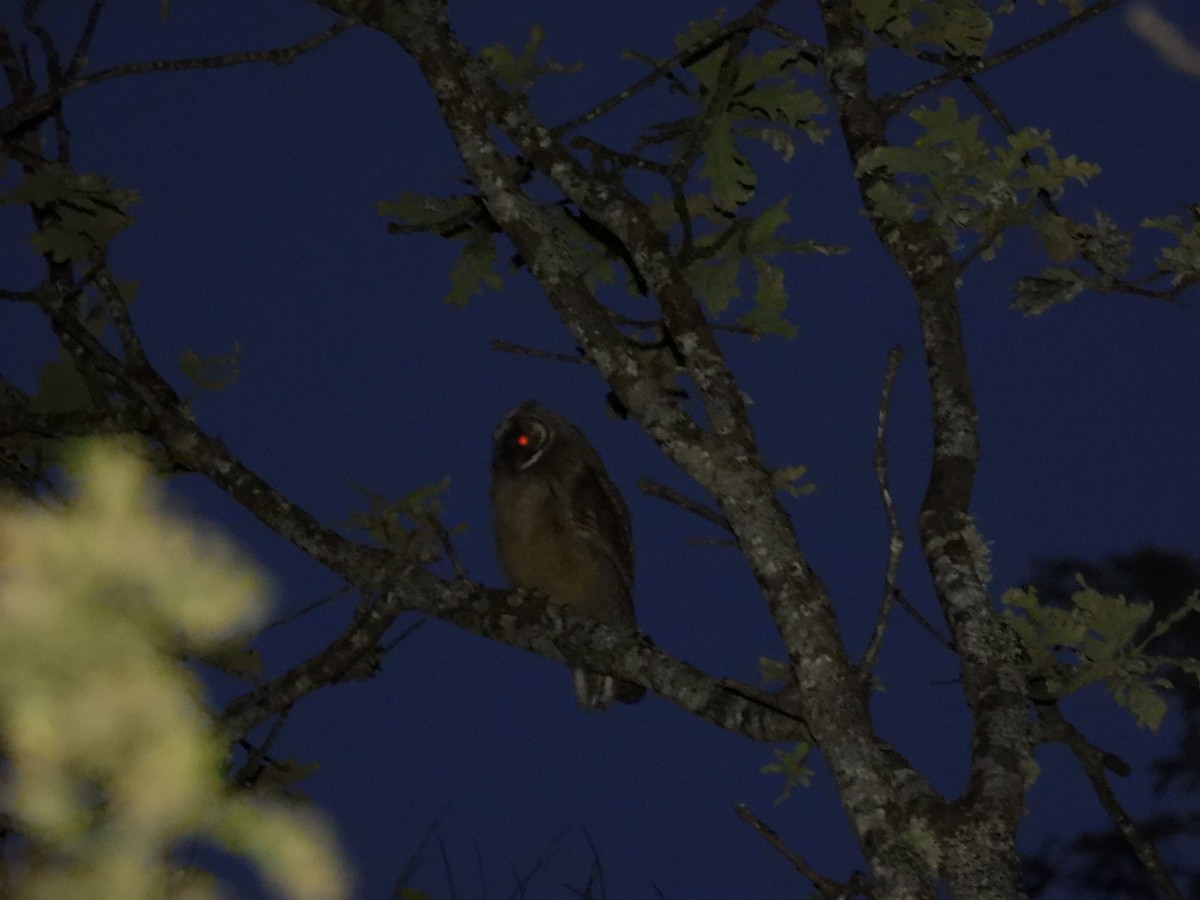 Long-eared Owl - ML621229004