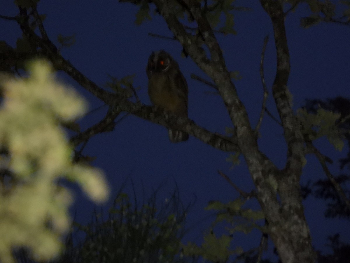 Long-eared Owl - ML621229005