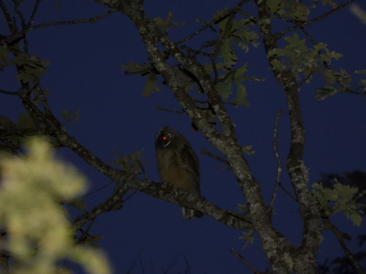 Long-eared Owl - ML621229006