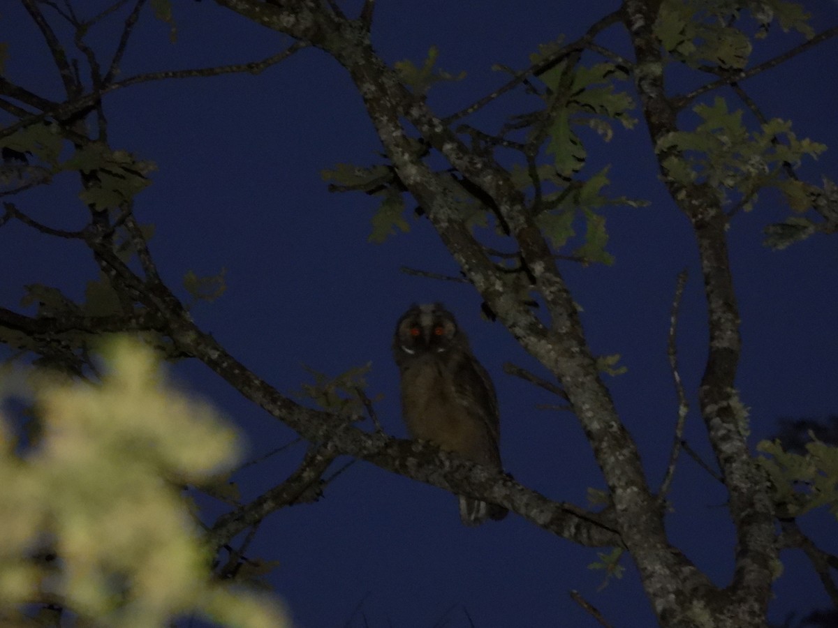 Long-eared Owl - ML621229009