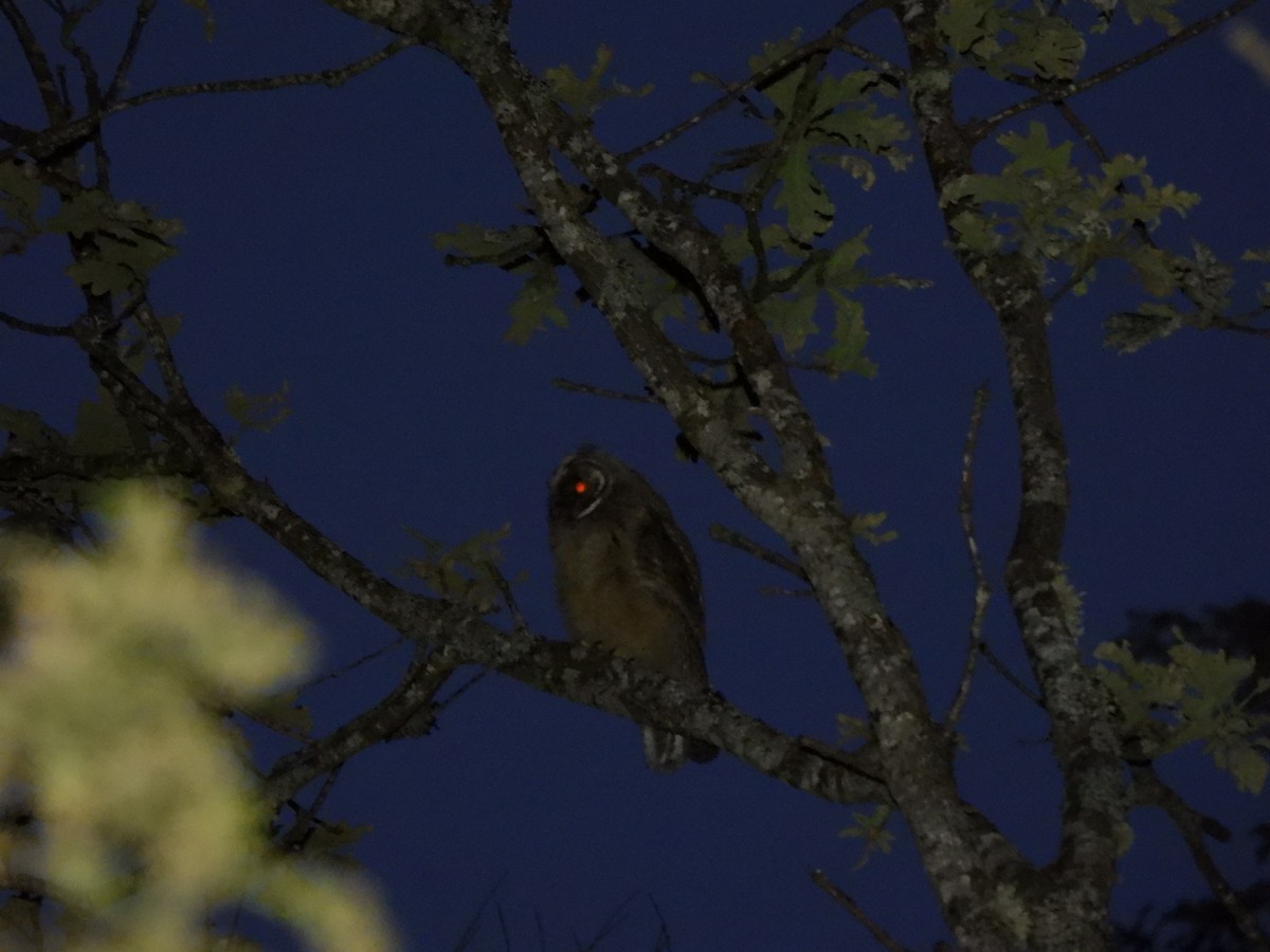 Long-eared Owl - ML621229012
