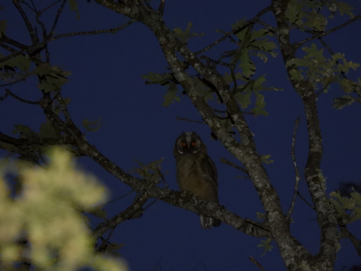 Long-eared Owl - ML621229013