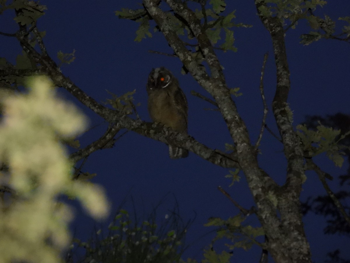Long-eared Owl - ML621229015