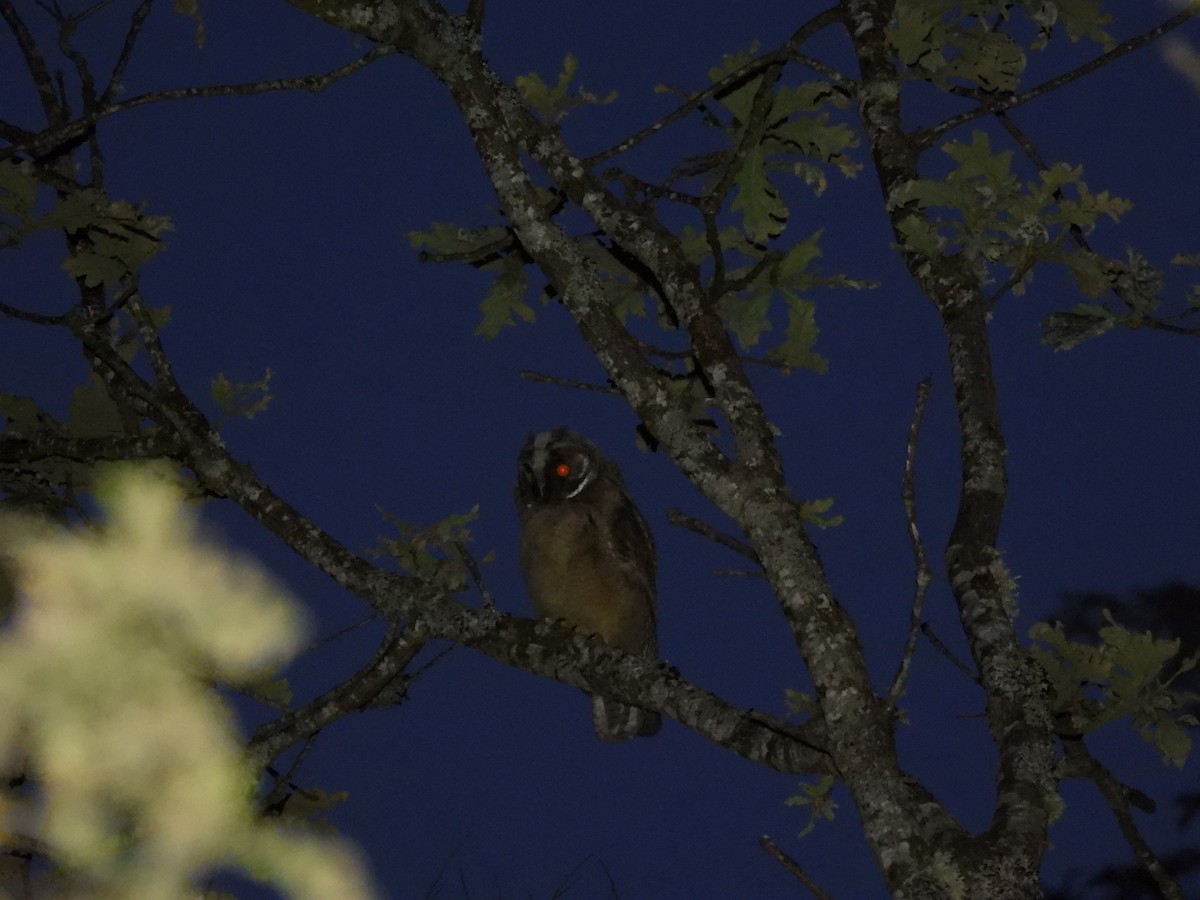 Long-eared Owl - ML621229016