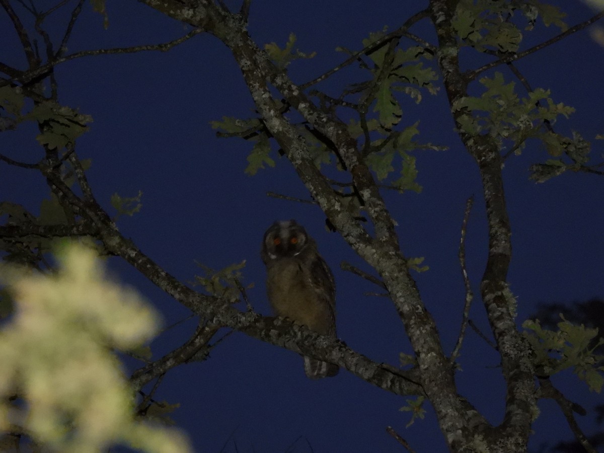 Long-eared Owl - ML621229019