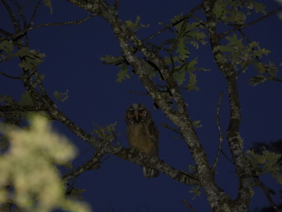 Long-eared Owl - ML621229020