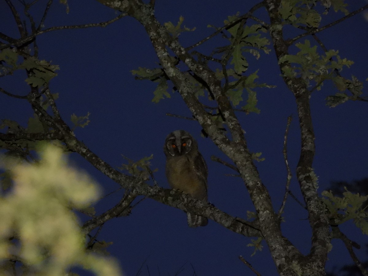 Long-eared Owl - ML621229021