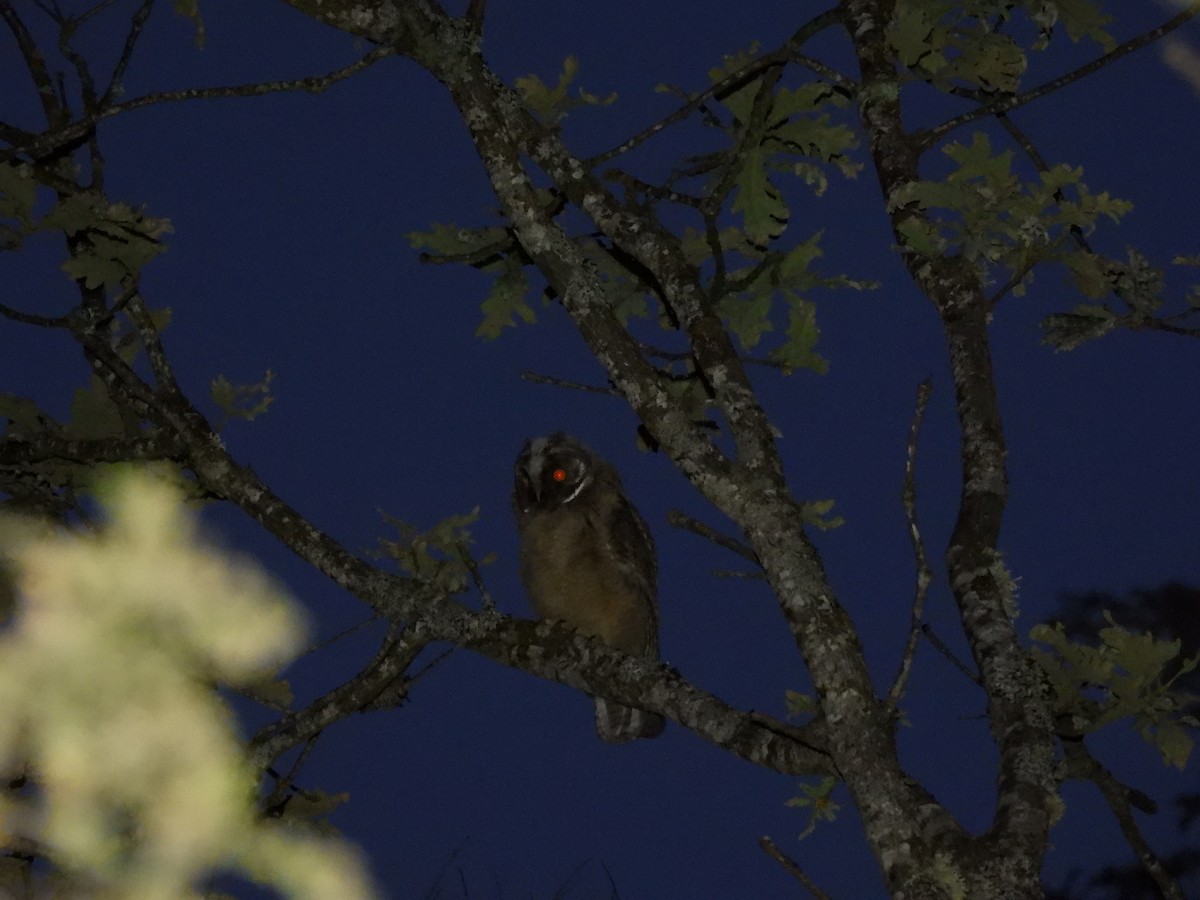 Long-eared Owl - ML621229022