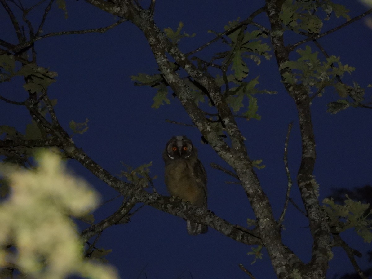 Long-eared Owl - ML621229023