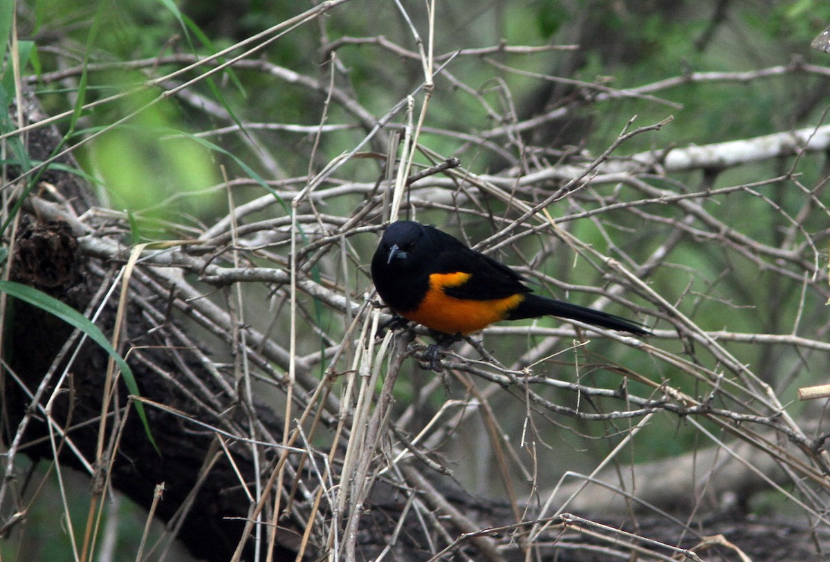 Black-vented Oriole - ML62122911