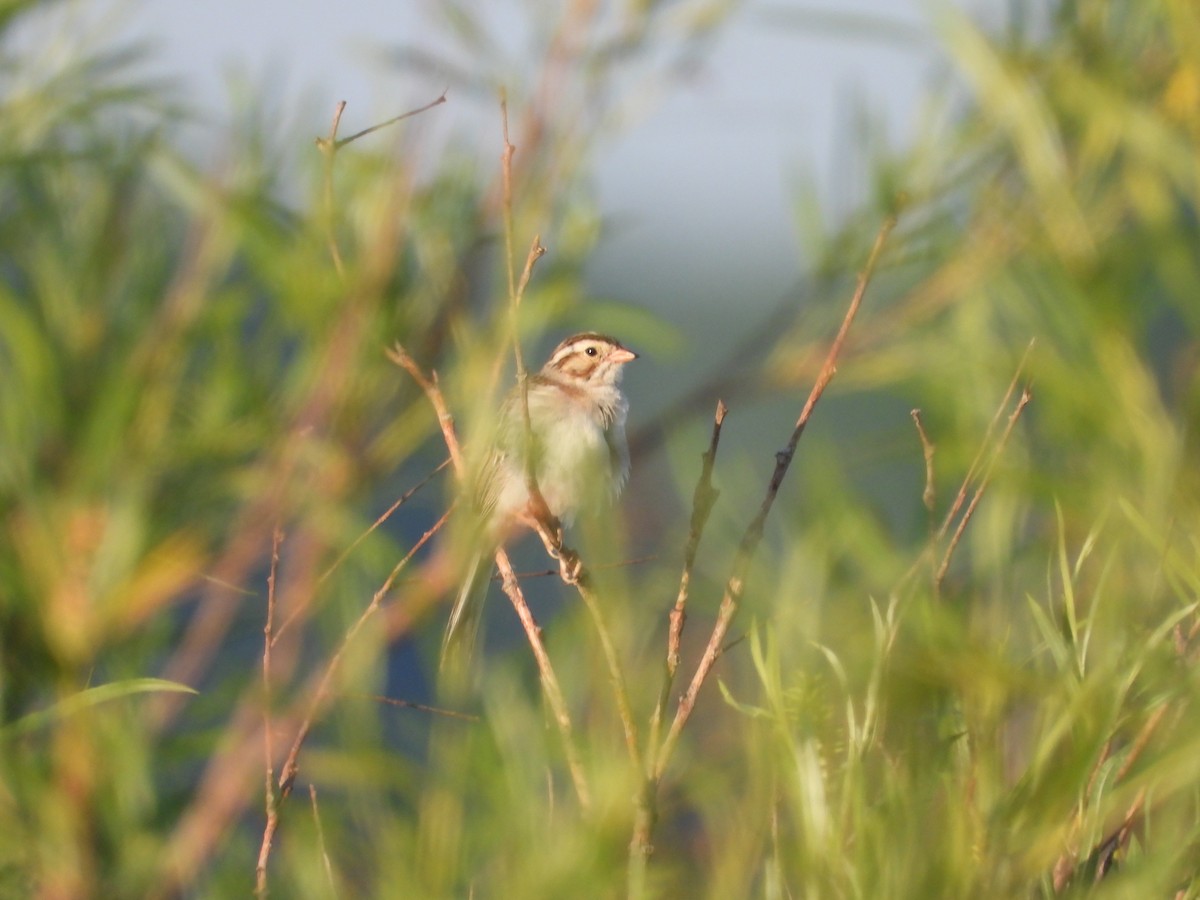 Clay-colored Sparrow - ML621229117