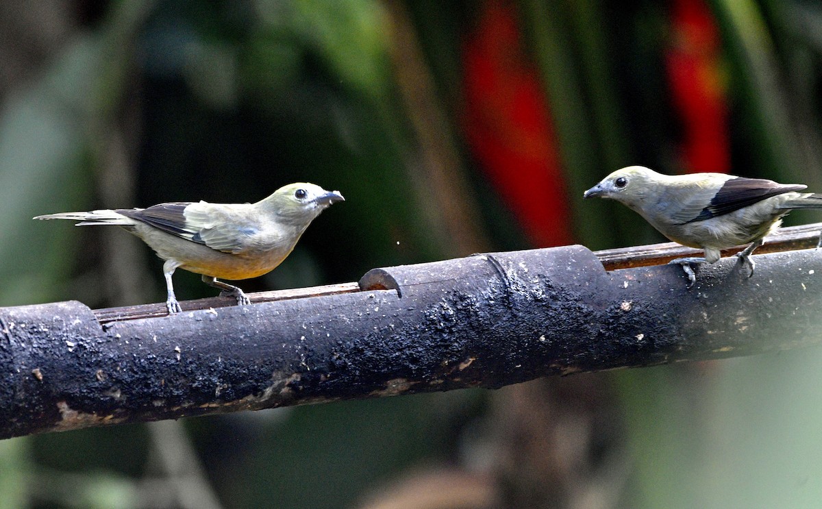 Palm Tanager - ML621229120