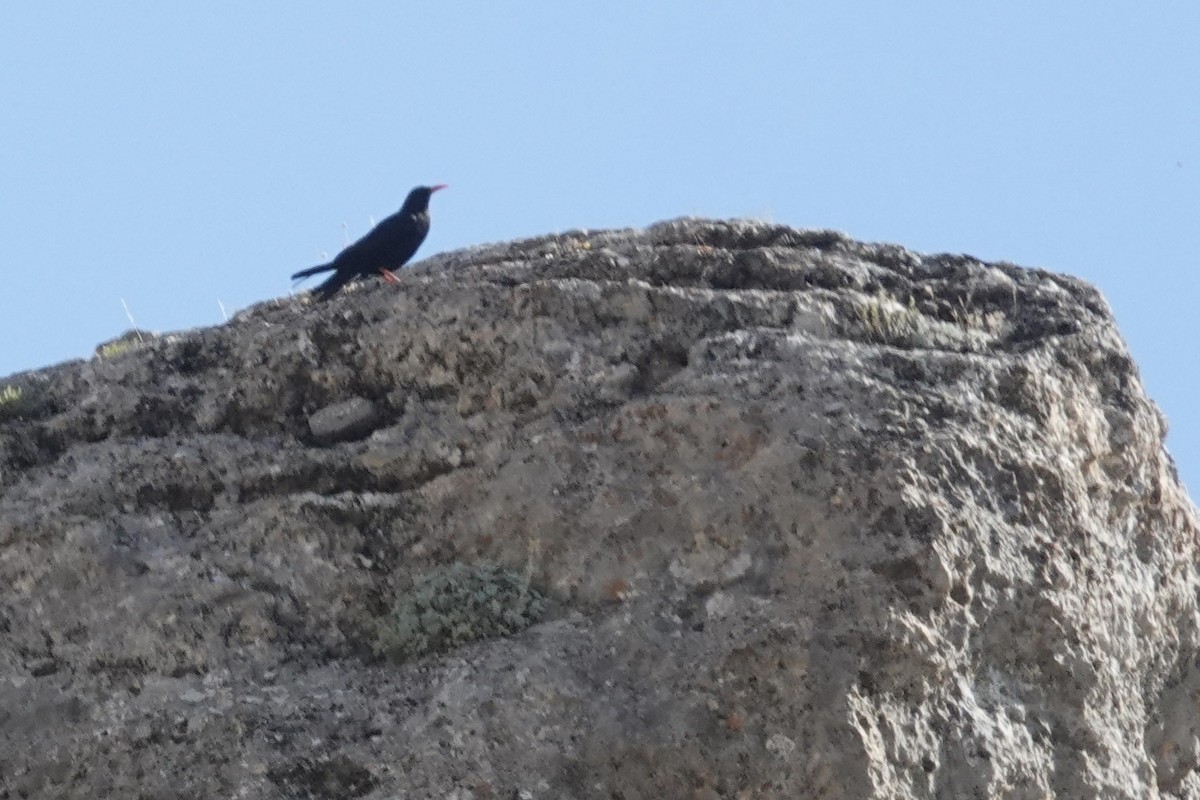 Red-billed Chough - ML621229141