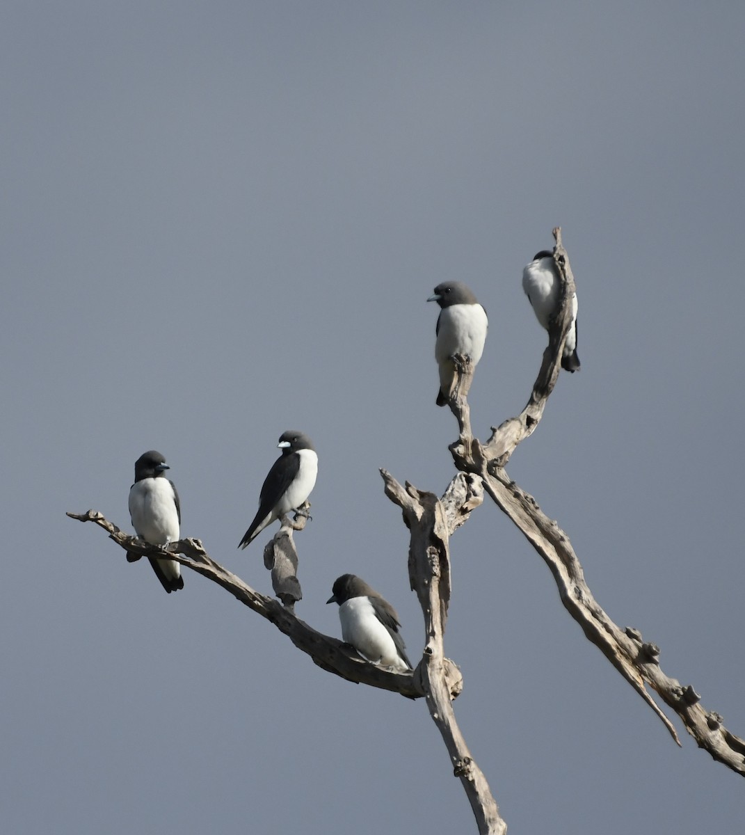 White-breasted Woodswallow - ML621229148