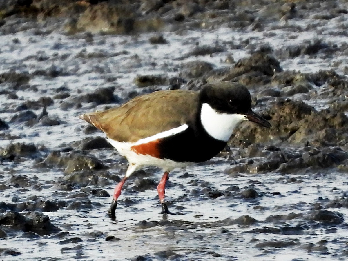 Red-kneed Dotterel - ML621229219