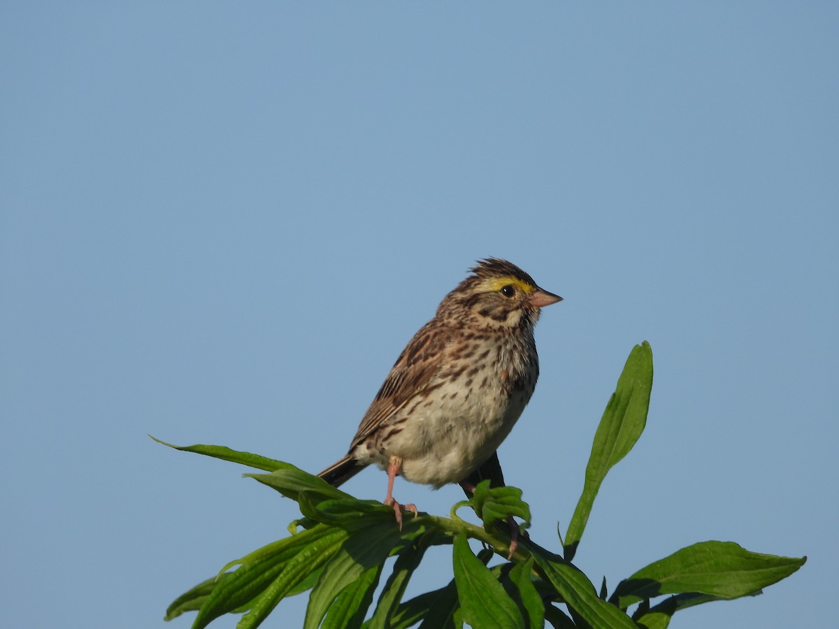 Savannah Sparrow - ML621229221